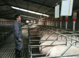 可货到付款猪用自动喂料系统自动喂养系统可上门安装猪自动上料系统