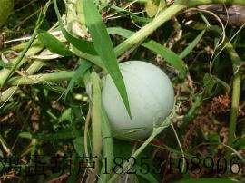宝葫芦种子 鸡蛋葫芦种子 观赏葫芦种子新品种