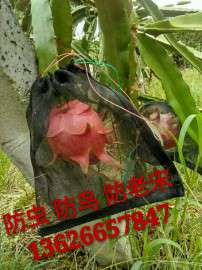 直销防虫网袋 种子袋 水稻浸种袋 台湾火龙果网袋 过滤网袋 防虫套袋