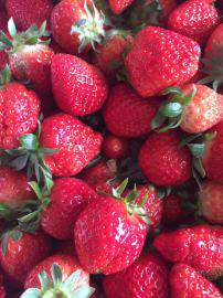 专业供应品种齐全的各类草莓苗，成活率高
