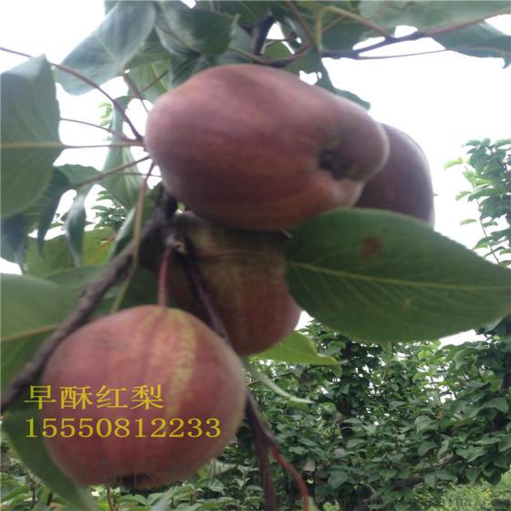 红梨苗批发价格 新品种梨树苗 品种齐全的果树苗木