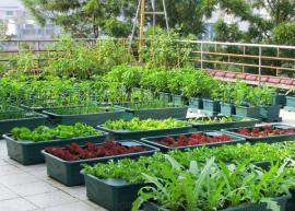 珠海都市农夫全自动灌溉屋顶菜园绿化景观项目招商加盟